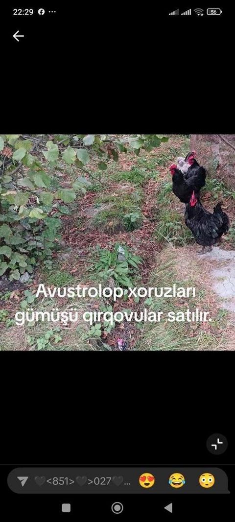 Avstrolop xoruzları — Xaçmaz