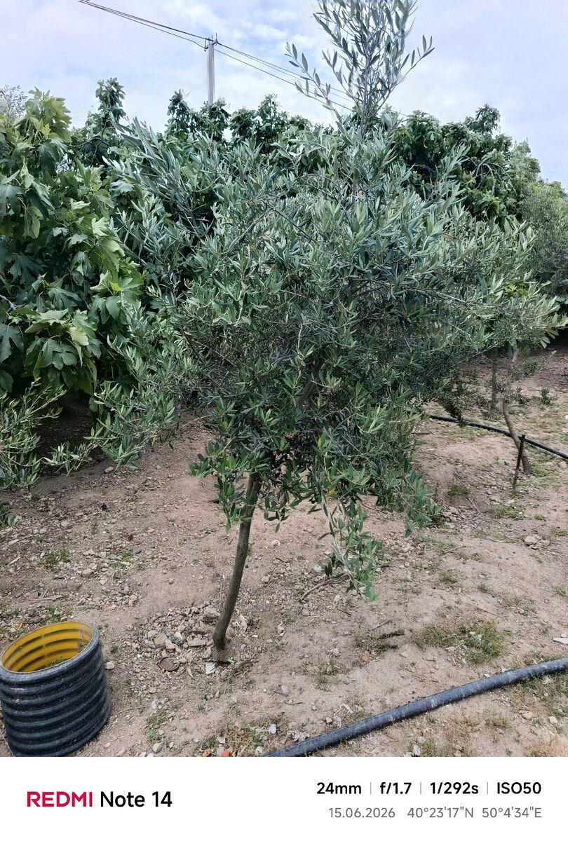Zeytun ağacları — Bitkilər, Bakı (2)