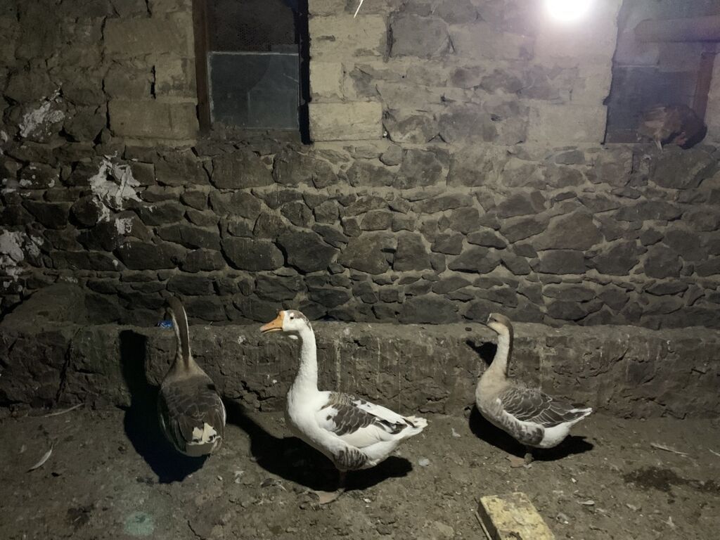 Qaz dəstəsi – 3 baş - Növ: yerli/Asiya tipli qazlar (boz-ağ ləkəli) — Digərləri, Şəmkir (2)