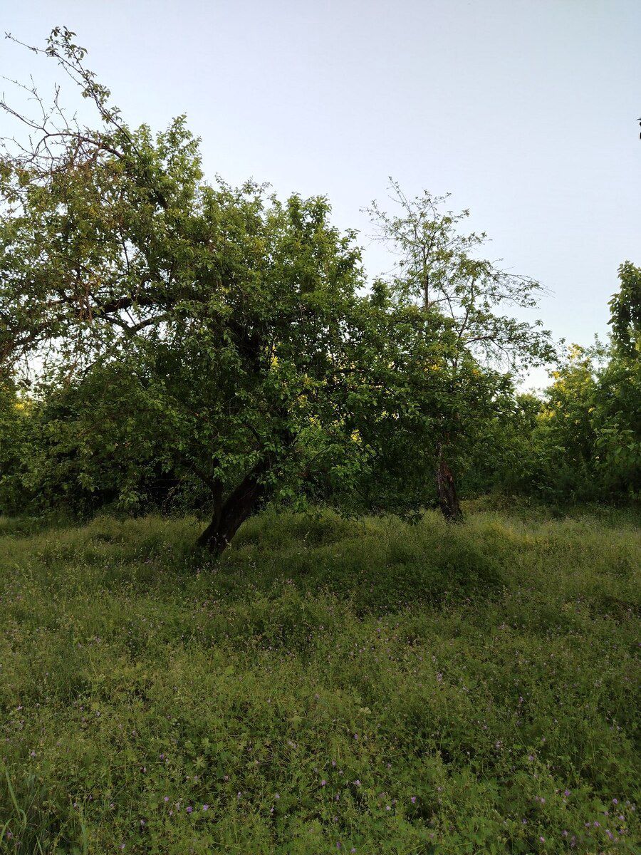 30 sot torpaq sahəsi, Qəbələ r — Torpaq, Qəbələ (6)