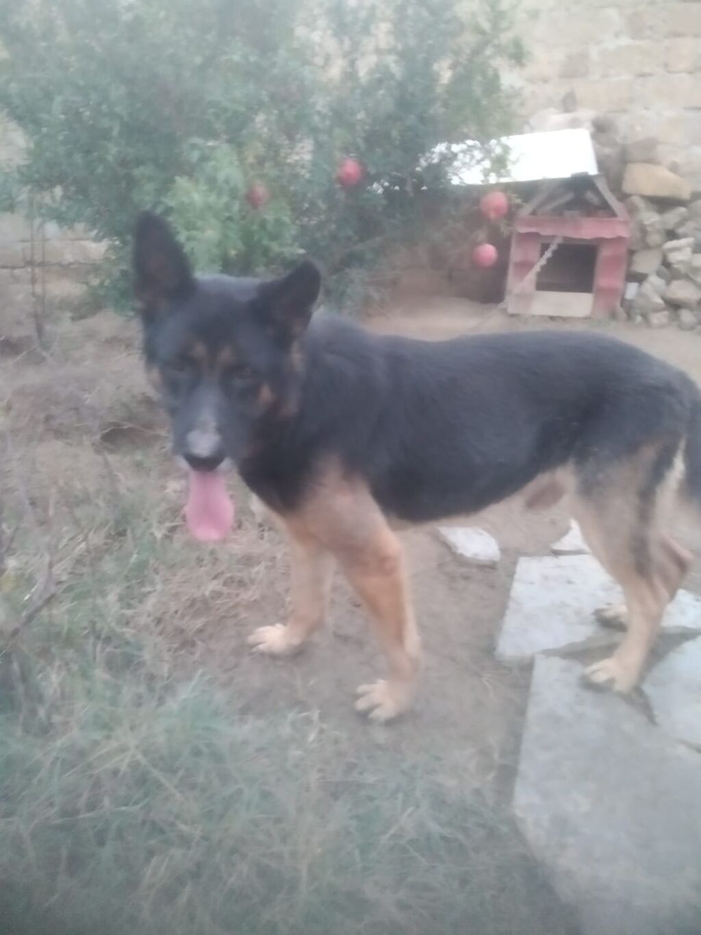 Alman çoban iti — Köpəklər, Bakı (2)