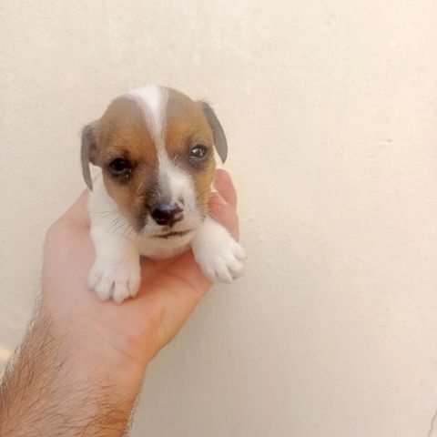 Cek rassel teryer, 1 ay, Erkək, Peyvəndli — 600 ₼ · Digah · Köpəklər Cek rassel teryer, 1 ay, Erkək, Peyvəndli — Digah