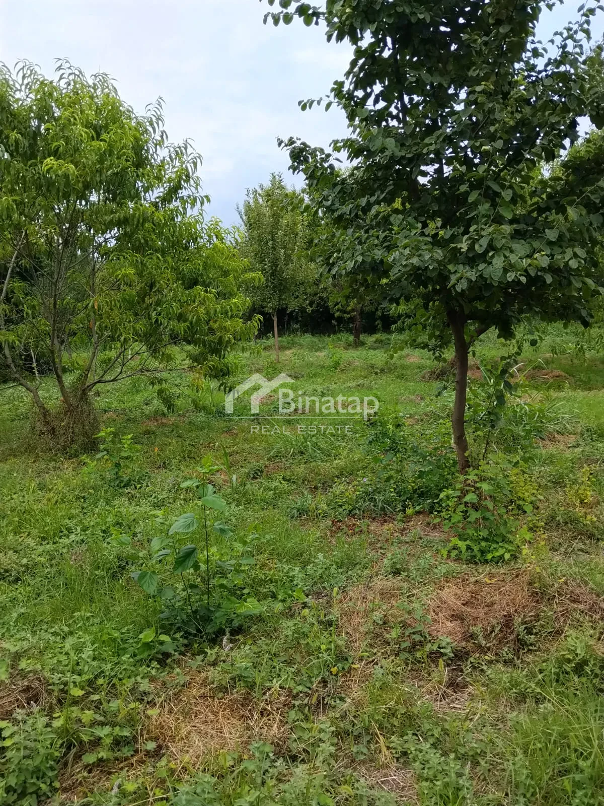 Satılır torpaq 20 sot, Qəbələ rayonu — Torpaq, Bakı (2)