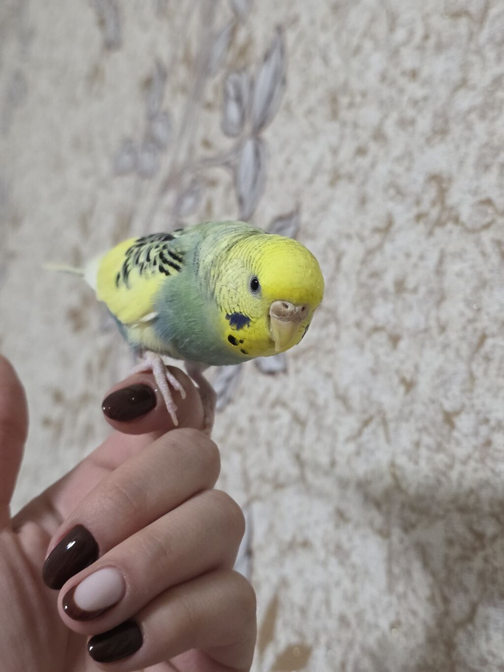 Qəfaslə birlikdə hazır cüt volnistiy satılir. dişi quş ələ öyradilmiş — Tutyun papağayı, Ağdam (10)