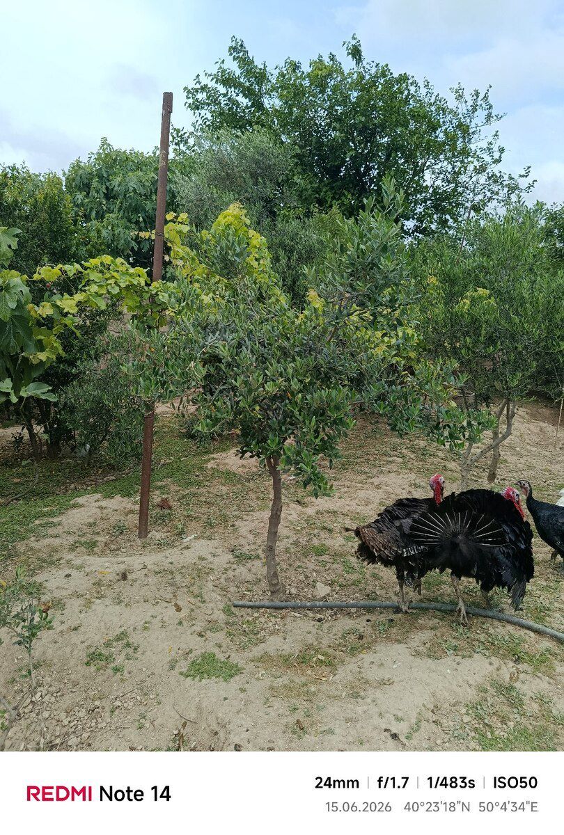 Zeytun ağacları — Bitkilər, Bakı (4)
