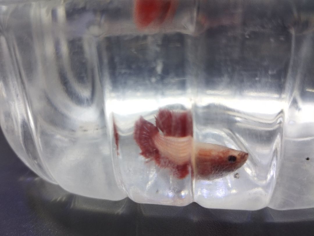 Betta balığı — Akvariumlar və balıqlar, Bakı (7)