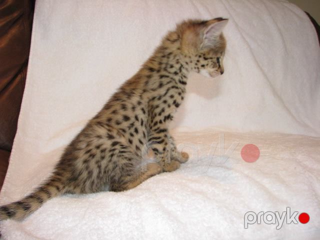 Savannah F5 balaları mövcuddur — Bengal, Bakı (4)