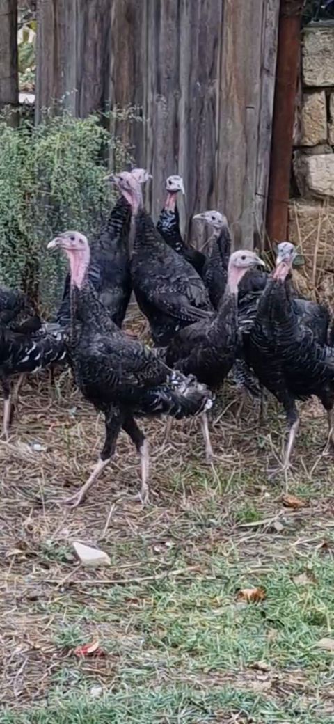 Salam 3 aylıq bütün iynə dərmanları olunub 50 günlükdə var 15 az ana — Digah