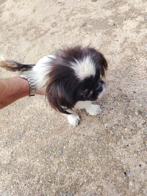 Dişi pekines — 150 ₼ · Bakı · Köpəklər Dişi pekines — Bakı