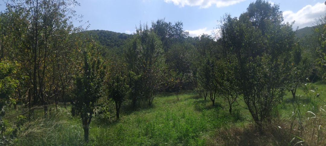 8 sot torpaq sahəsi, 2-ci Nügədi kəndi — Torpaq, Quba (6)