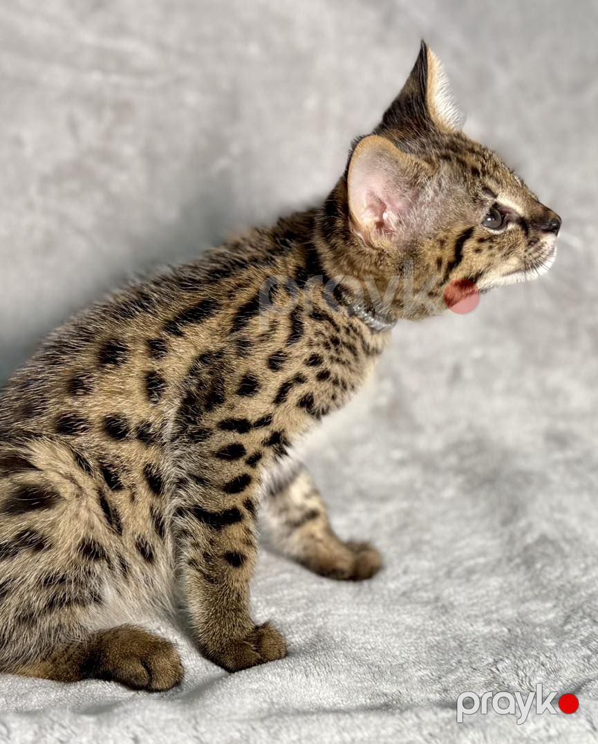 Savannah F5 balaları mövcuddur — Bengal, Bakı (6)
