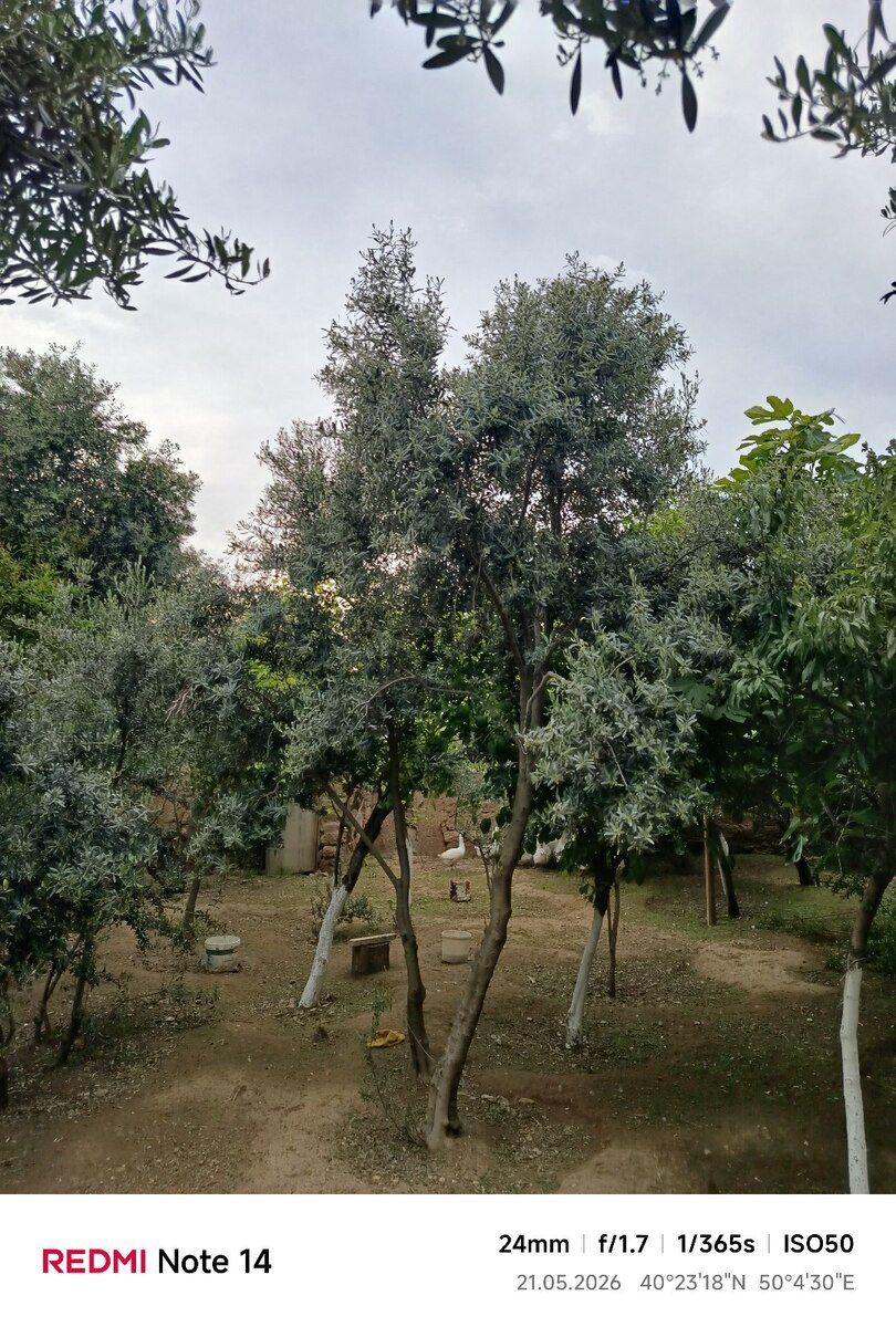 Zeytun ağacı — Bitkilər, Bakı (2)