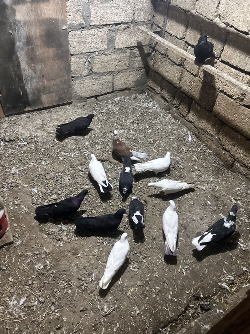Hamisi tutulmadi hec bir problemleri yoxdu saglam heyvanlardi Real — Göyərçin, Bakı (2)
