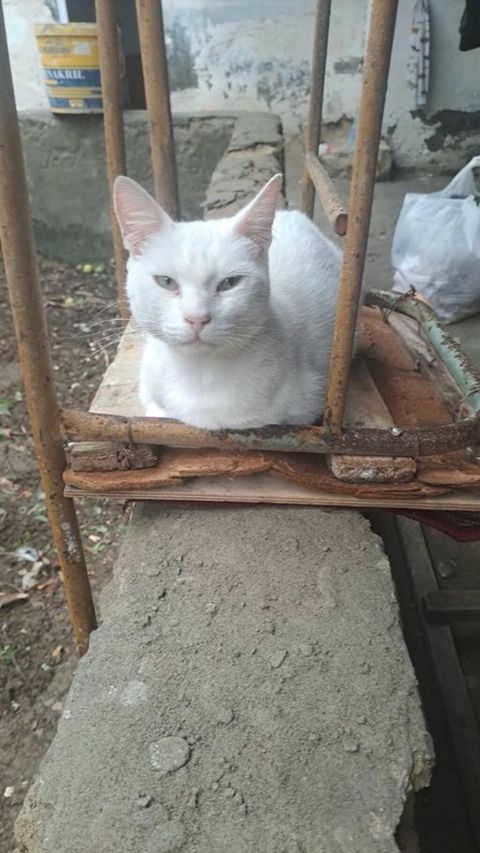 Yaxşı əllərə — 30 ₼ · Xırdalan · Pişiklər Yaxşı əllərə — Xırdalan