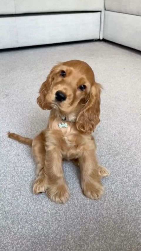 Koker Spaniel — Bakı