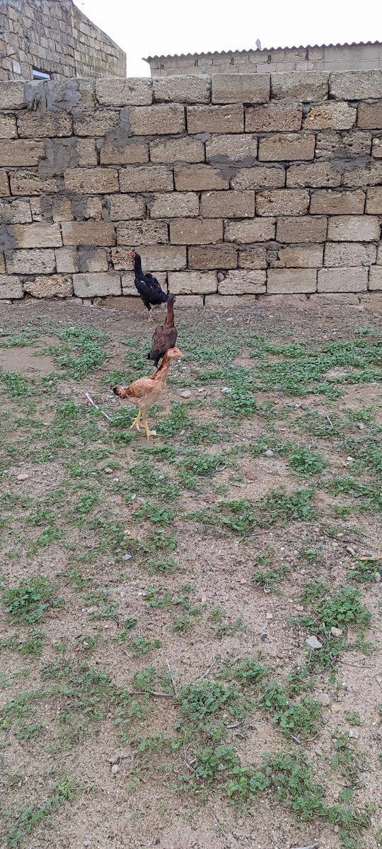 Heyratı xoruzu — Quşlar, Bakı (5)