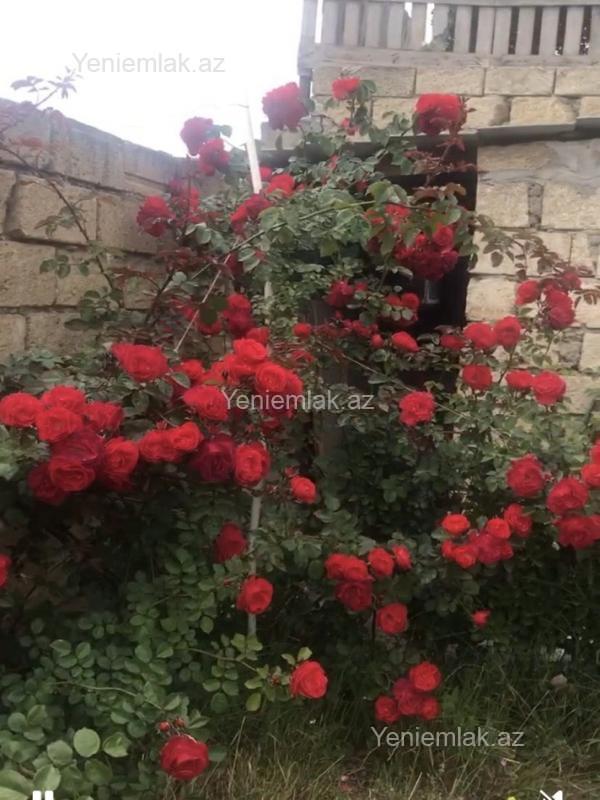 Satılır 4 otaqlı Həyət evi / Villa, 240 m², Saray — Ev, villa, Abşeron (7)