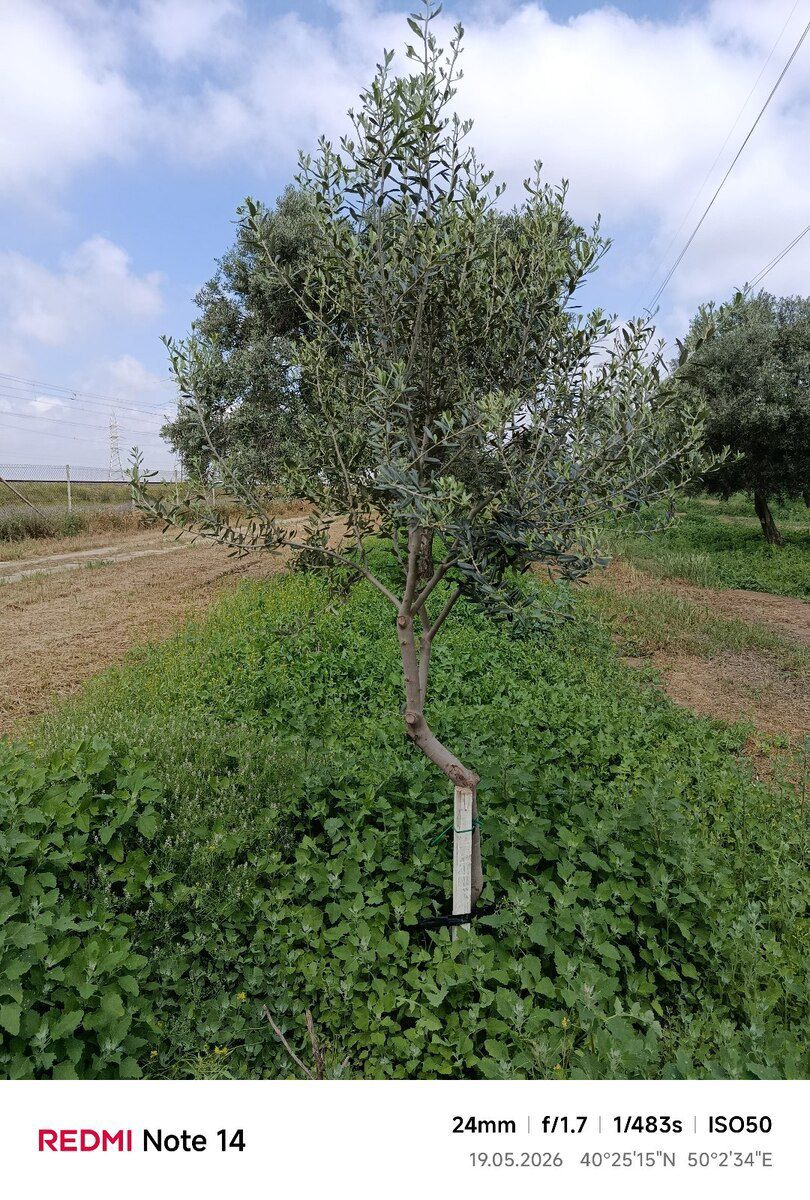 Zeytun ağacı — Bitkilər, Bakı (5)