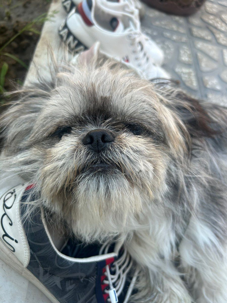 Pekines — Köpəklər, Bakı (3)