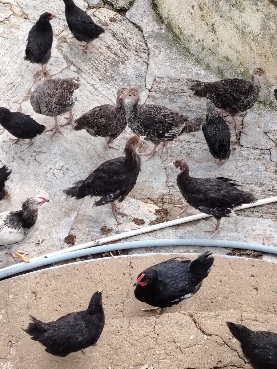 Hinduşka — Quşlar, Bakı