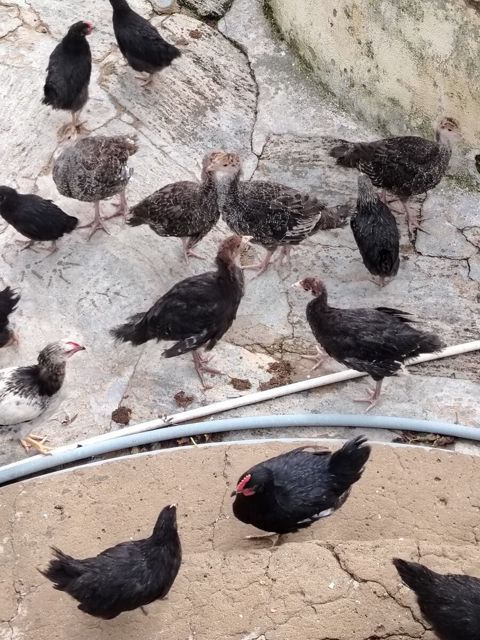 Hinduşka — 20 ₼ · Bakı · Quşlar Hinduşka — Bakı