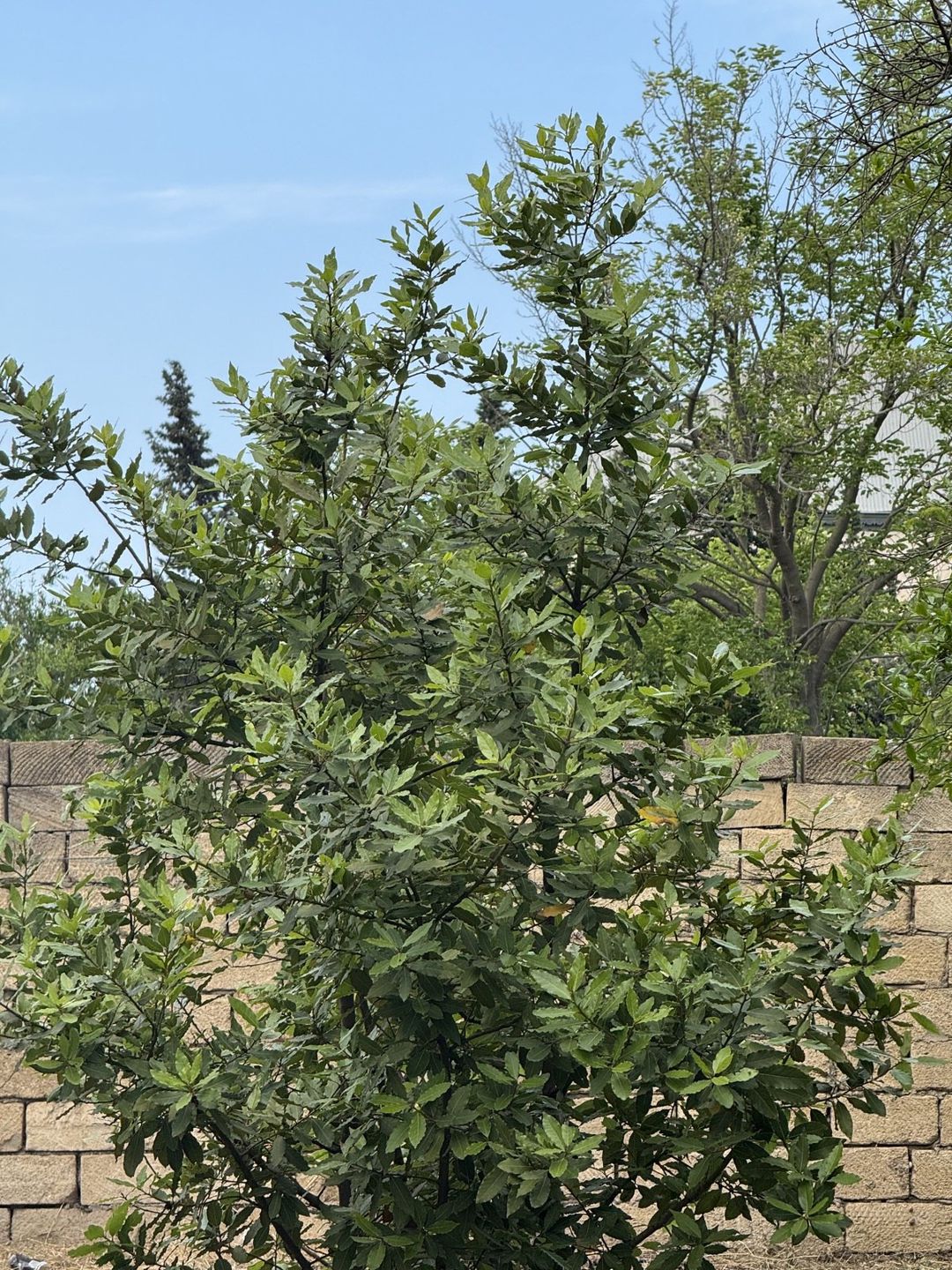 Satılır torpaq 3 sot — Torpaq, Bakı (4)
