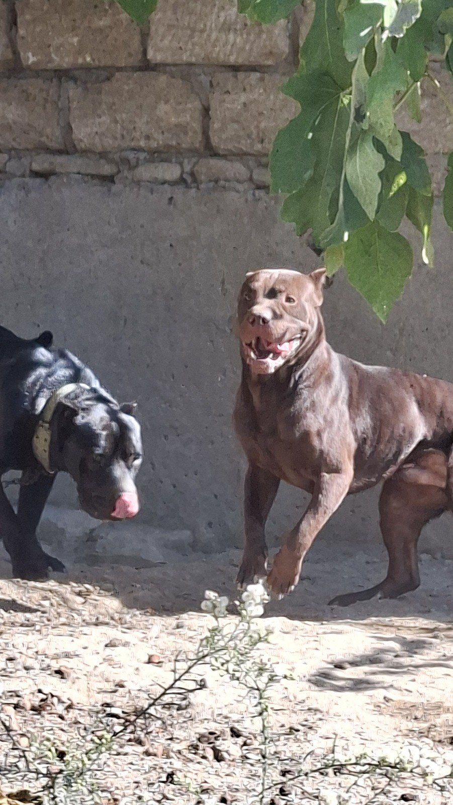 Pitbul — Köpəklər, Bakı (2)