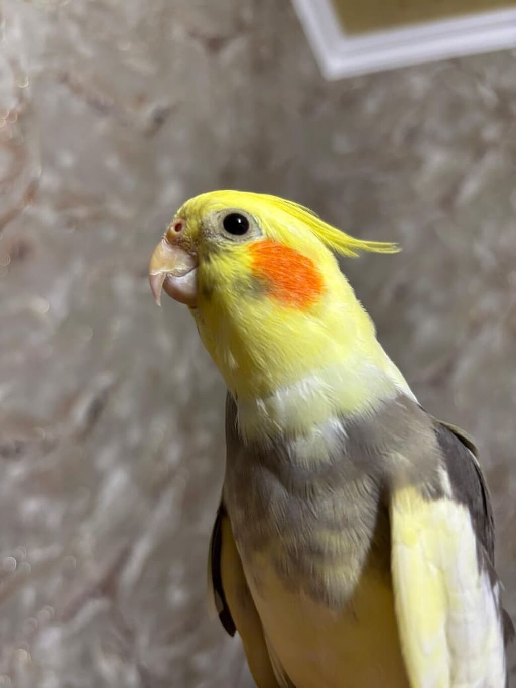 Məhsul: Nimfa (Cockatiel) cütü və qəfəssiz razılaşma olacaq Təsvir — Digərləri, Bakı (5)