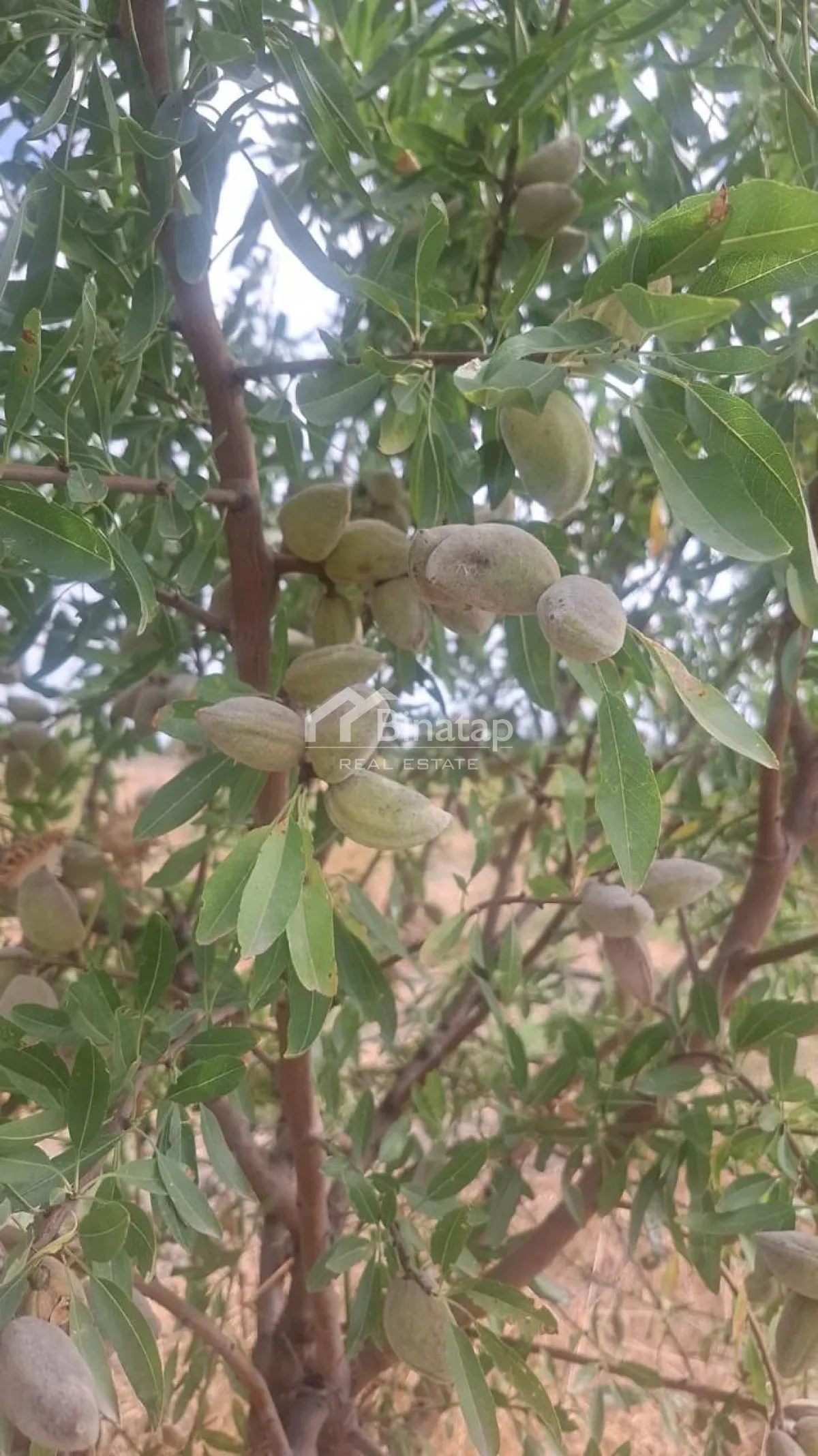 Satılır torpaq 412 sot, Şabran rayonu — Torpaq, Bakı (2)
