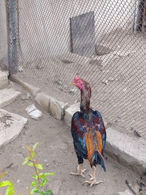Heyratı ev quşları — Bakı