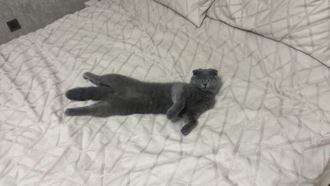 Şotland yastı qulaq, Erkək, Yaxşı əllərə — 100 ₼ · Bakı · Pişiklər Şotland yastı qulaq, Erkək, Yaxşı əllərə — Bakı