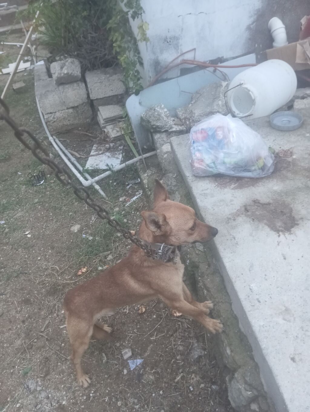 2 il, Erkək, Ödənişli çatdırılma — Köpəklər, Digah (3)