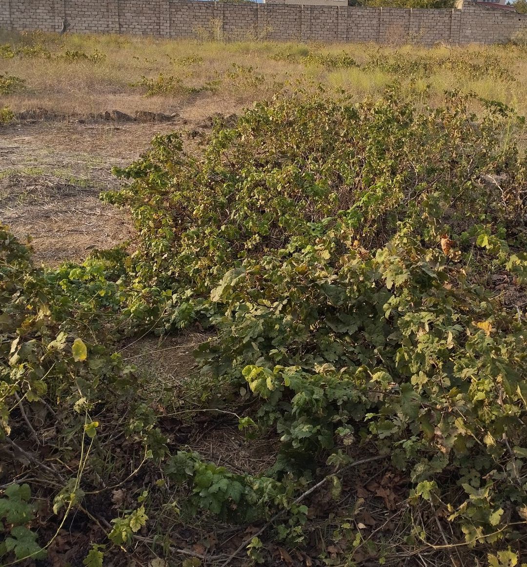 Satılır torpaq 25 sot — Torpaq, Bakı (4)
