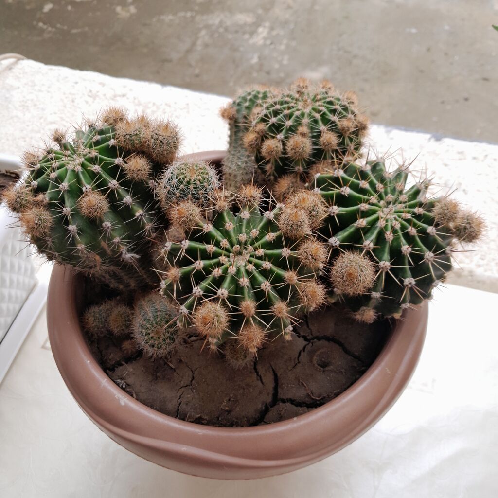 Çoxgövdəli kaktus (Echinopsis/Notocactus tipli) – dibçəkdə - Bitki — Qapı bitkələri, Xırdalan (2)