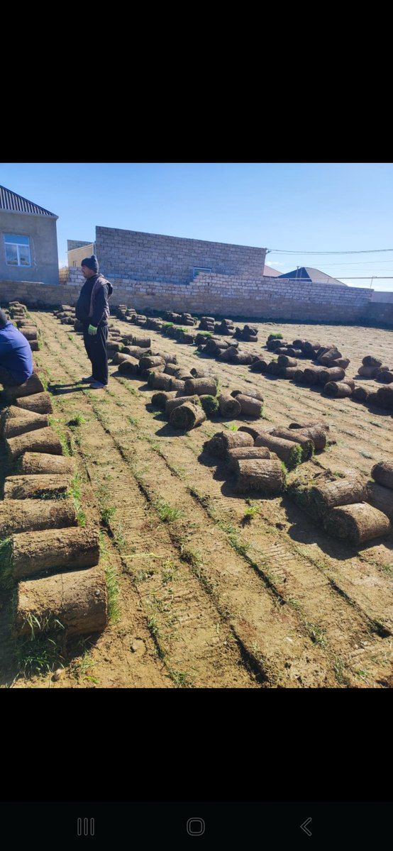 Qazon — Bitkilər, Bakı (6)