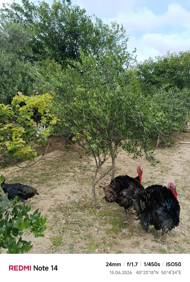 Zeytun ağacları — Bitkilər, Bakı (5)