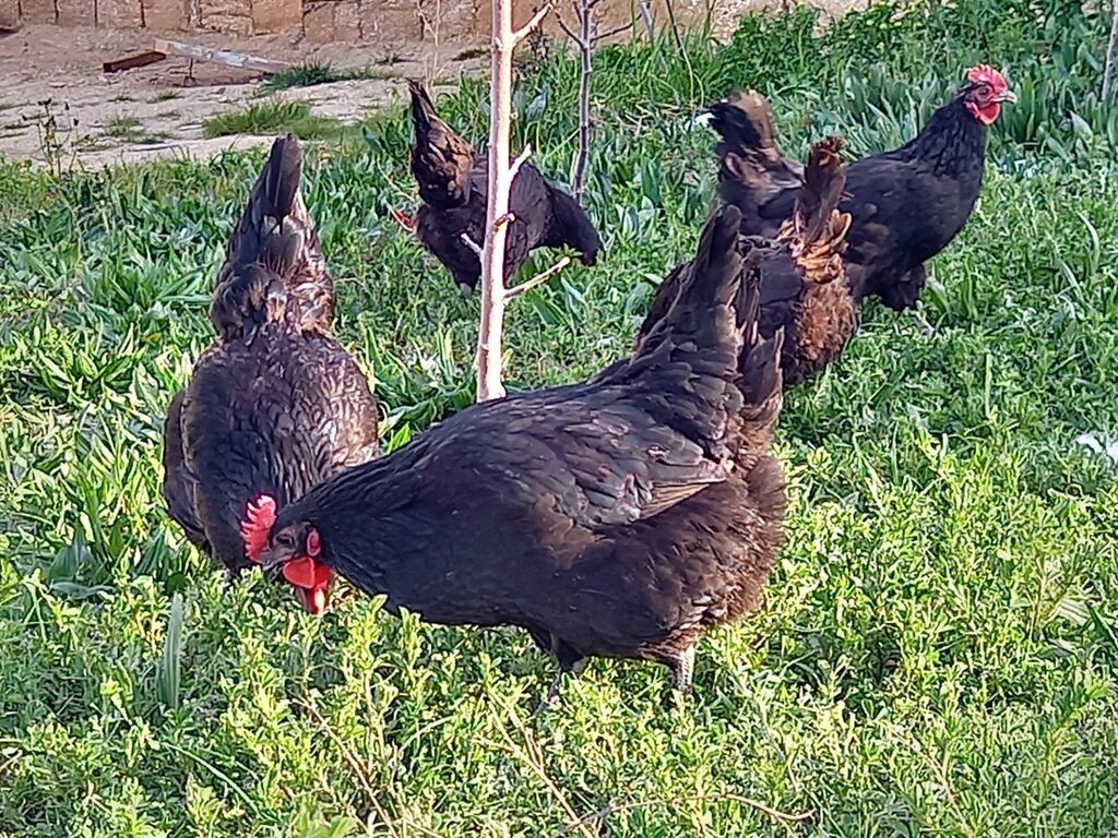 Mayalı avstralorp toyuğu yumurtası — Quşlar, Bakı (6)