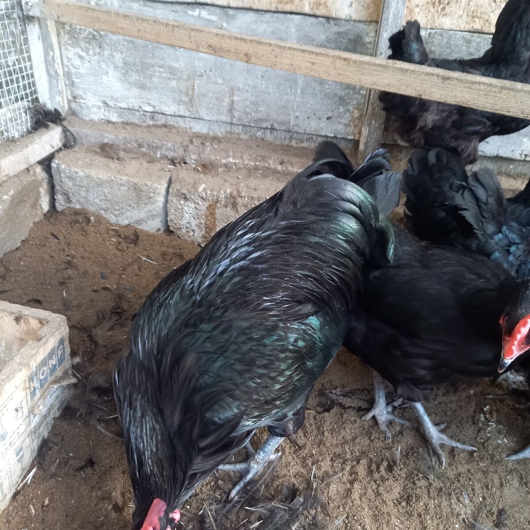 Avstralorp xoruz və toyuqları — Quşlar, Bakı (12)