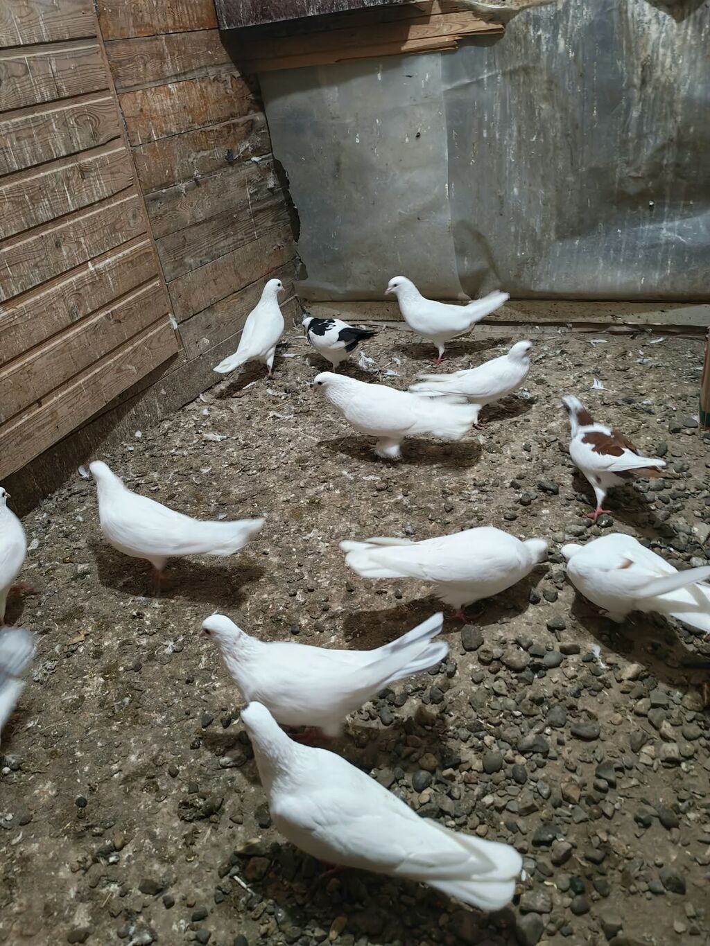 Məhsul: Göyərçinlər (ev quşları) — Göyərçin, Mehdiabad