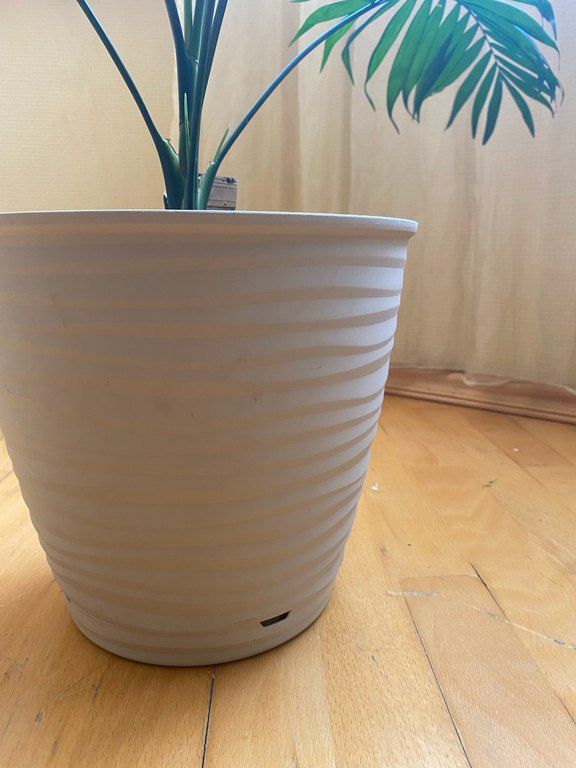 Parlor Palm - Chamedorea Elegans — Bitkilər, Bakı (4)
