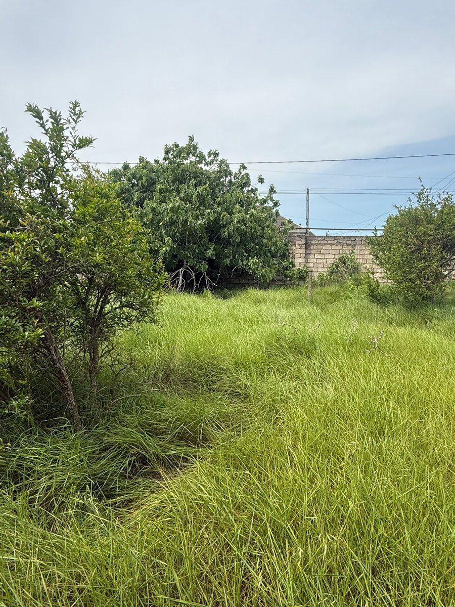 14 sot torpaq sahəsi, Albalı qəs — Torpaq, Bakı (6)