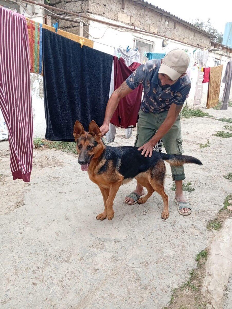 Alman ovçarkası — Köpəklər, Bakı
