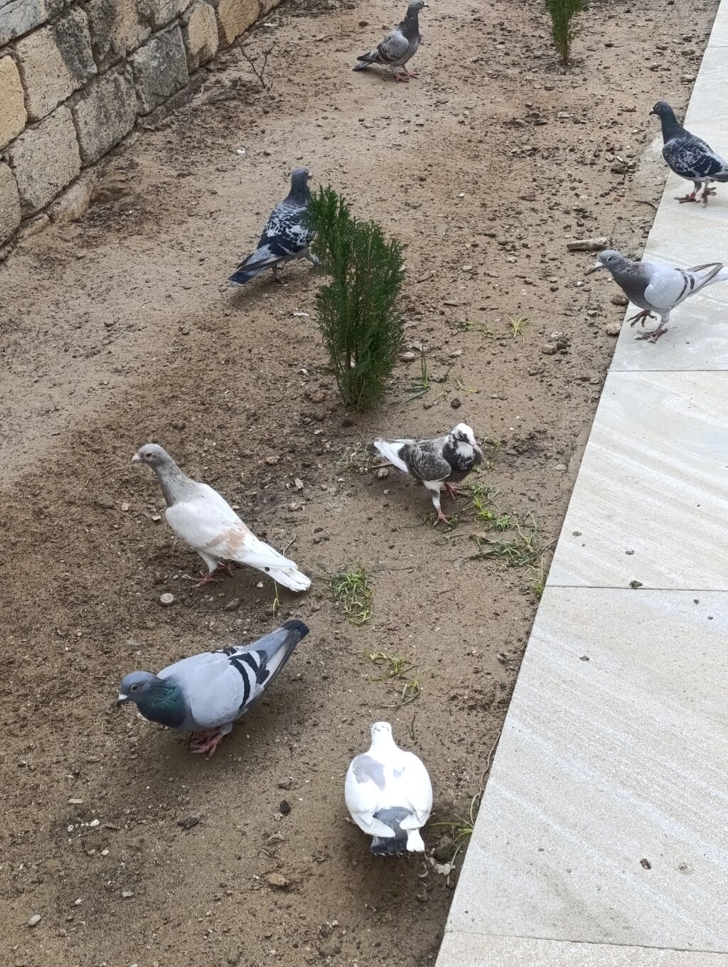 Drakonlar satilir — Göyərçin, Digah (3)