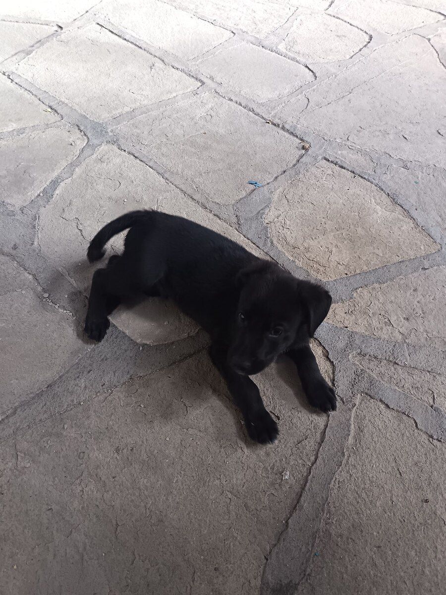 Labrador Retriver — Köpəklər, Ağstafa (2)