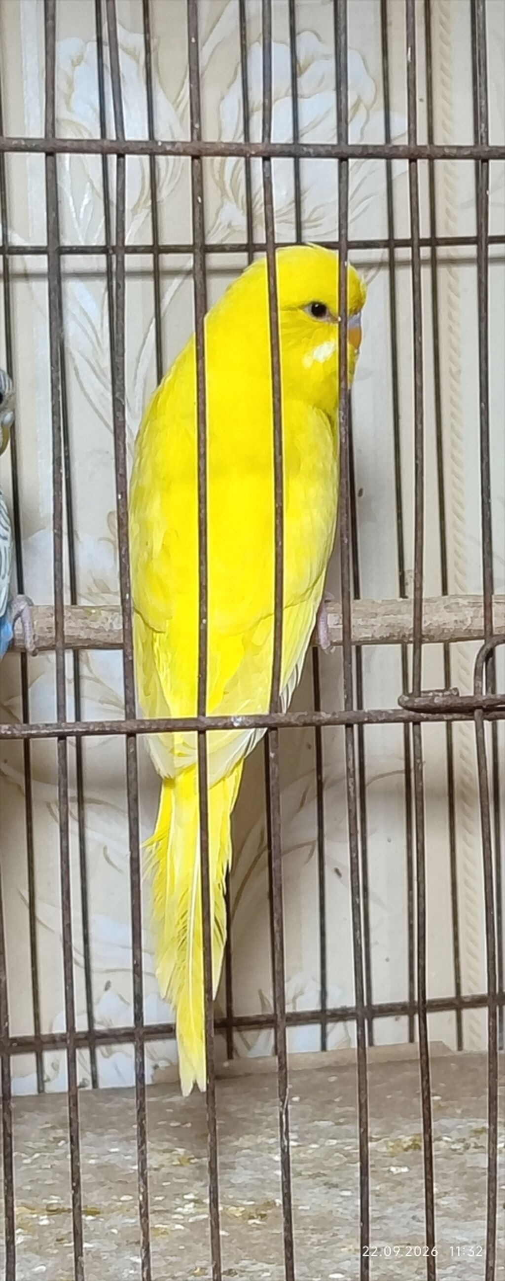 Məhsul: Sarı dalmaçin papuqay (budgerigar)üç aylıq sarı qaraqoz çex — Tutyun papağayı, Bakı