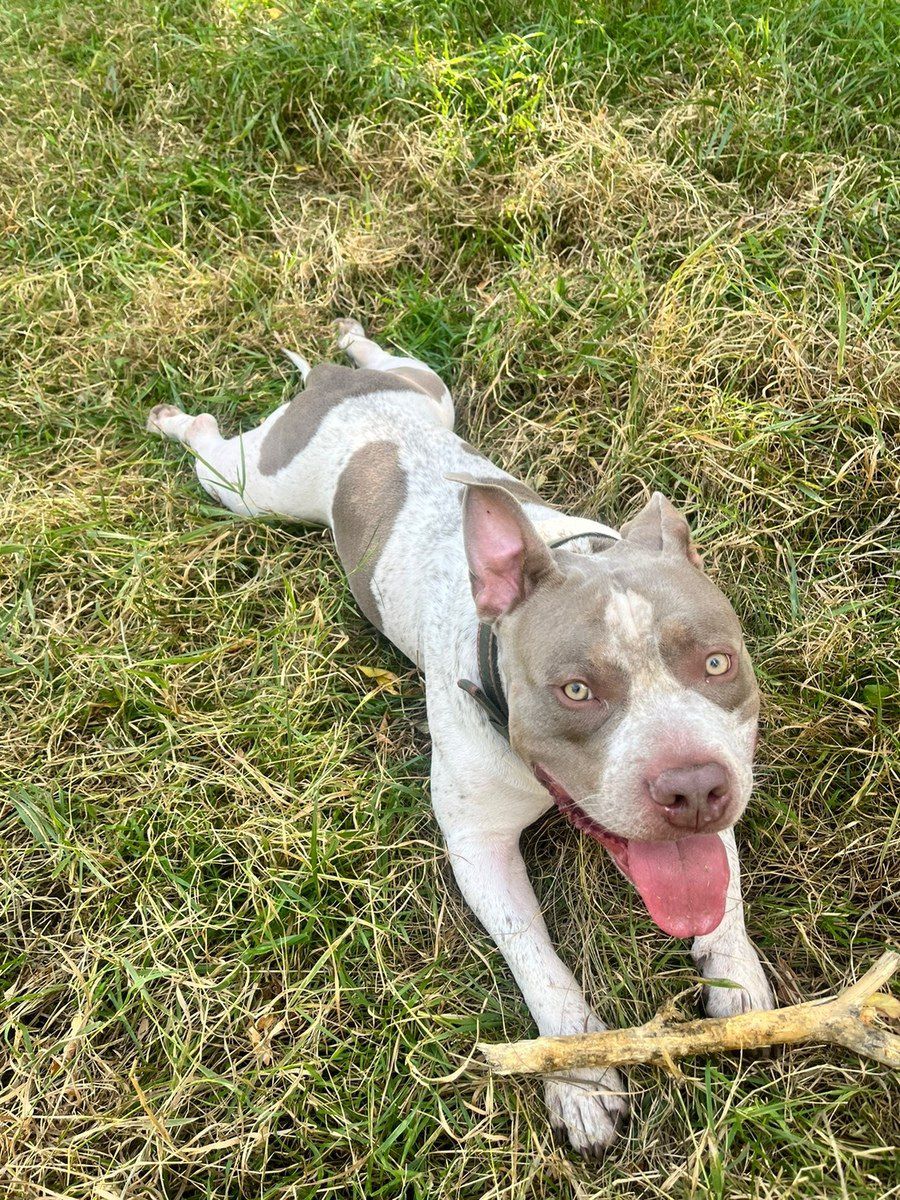 American Bully (standard) — Köpəklər, Bakı