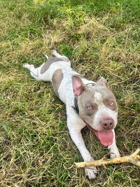 American Bully (standard) — 2 500 ₼ · Bakı · Köpəklər American Bully (standard) — Bakı