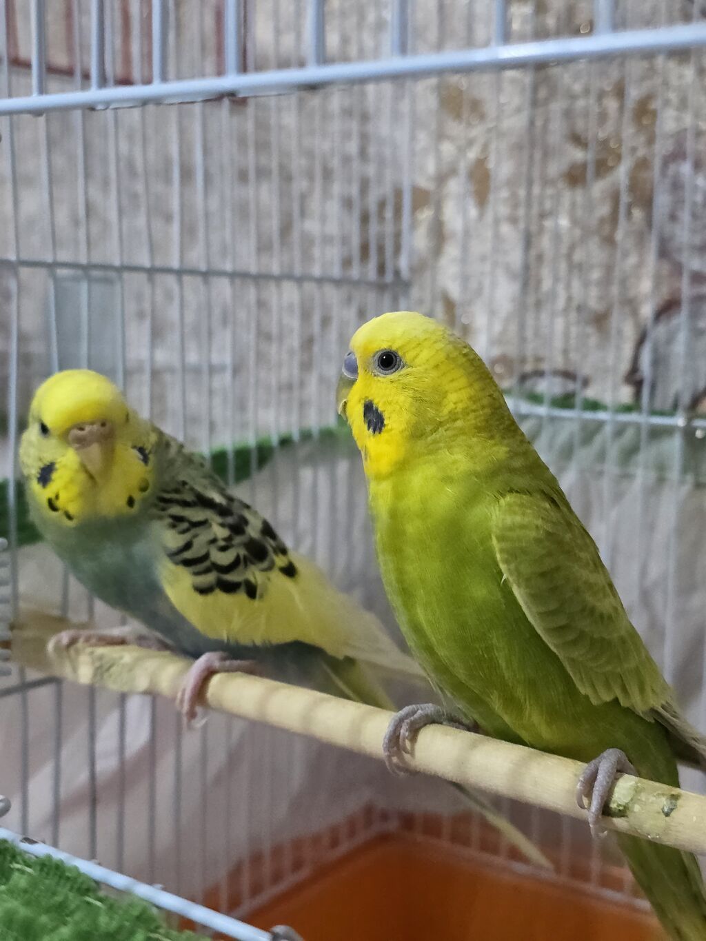 Qəfaslə birlikdə hazır cüt volnistiy satılir. dişi quş ələ öyradilmiş — Tutyun papağayı, Ağdam (4)