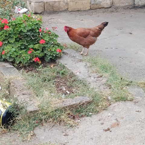 Toyuqlar — Sumqayıt