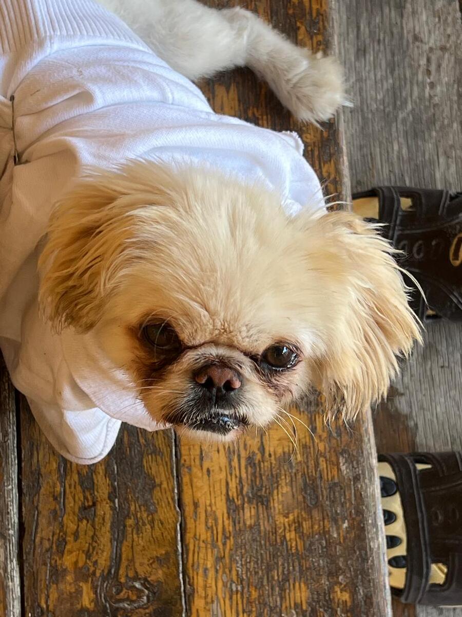 Pekines — Köpəklər, Gəncə (3)